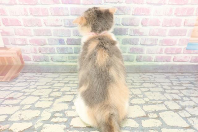 東京都のスコティッシュフォールド (Coo&RIKU板橋店/2025年10月2日生まれ/女の子/ダイリュートキャリコ)の子猫の4枚目の画像