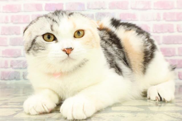 東京都のスコティッシュフォールド (Coo&RIKU練馬店/2025年8月23日生まれ/女の子/シルバーパッチドタビーホワイト)の子猫の2枚目の画像