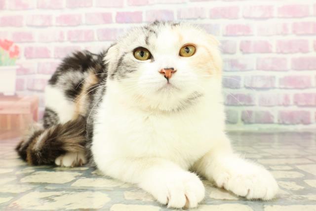 東京都のスコティッシュフォールド (Coo&RIKU練馬店/2025年8月23日生まれ/女の子/シルバーパッチドタビーホワイト)の子猫の3枚目の画像