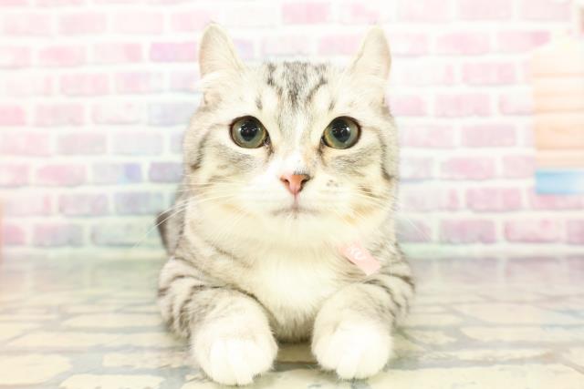 東京都のキンカロー (Coo&RIKU板橋店/2025年8月26日生まれ/女の子/シルバータビーホワイト)の子猫の1枚目の画像