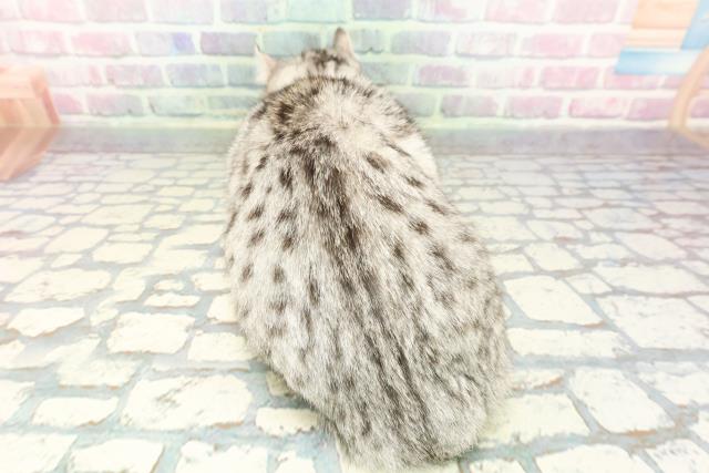 東京都のキンカロー (Coo&RIKU板橋店/2025年8月26日生まれ/女の子/シルバータビーホワイト)の子猫の4枚目の画像