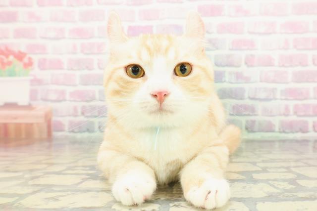 東京都のキンカロー (Coo&RIKU練馬店/2025年8月26日生まれ/男の子/レッドタビーホワイト)の子猫