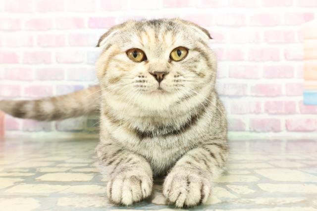 千葉県のスコティッシュフォールド (Coo&RIKU南柏店/2025年9月4日生まれ/女の子/シルバーパッチドタビー)の子猫の1枚目の画像