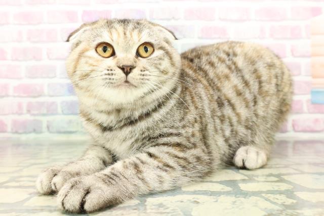 千葉県のスコティッシュフォールド (Coo&RIKU南柏店/2025年9月4日生まれ/女の子/シルバーパッチドタビー)の子猫の2枚目の画像