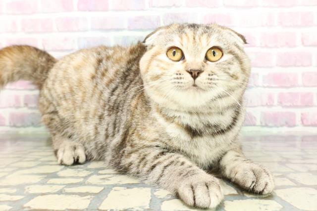 千葉県のスコティッシュフォールド (Coo&RIKU南柏店/2025年9月4日生まれ/女の子/シルバーパッチドタビー)の子猫の3枚目の画像