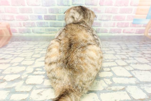 千葉県のスコティッシュフォールド (Coo&RIKU南柏店/2025年9月4日生まれ/女の子/シルバーパッチドタビー)の子猫の4枚目の画像