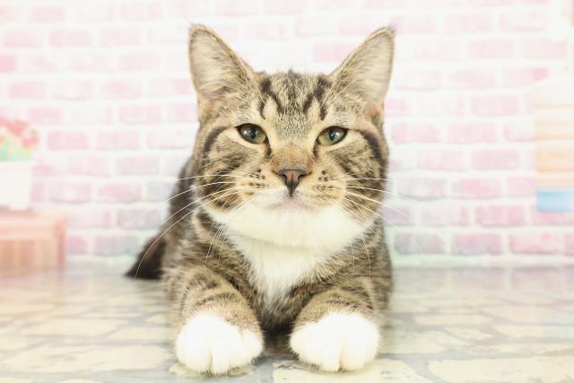 神奈川県のマンチカン (Coo&RIKU横須賀店/2025年9月15日生まれ/男の子/ブラウンタビーホワイト)の子猫の1枚目の画像