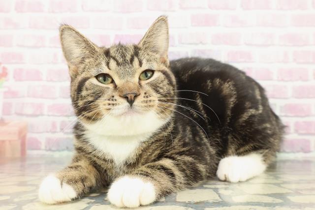 神奈川県のマンチカン (Coo&RIKU横須賀店/2025年9月15日生まれ/男の子/ブラウンタビーホワイト)の子猫の2枚目の画像