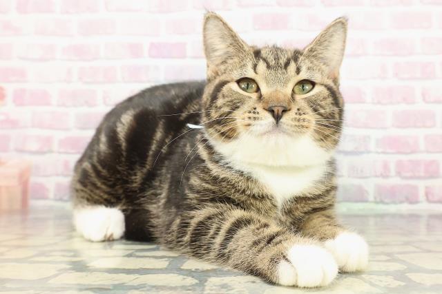 神奈川県のマンチカン (Coo&RIKU横須賀店/2025年9月15日生まれ/男の子/ブラウンタビーホワイト)の子猫の3枚目の画像