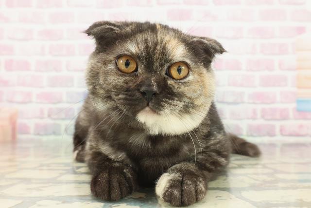 埼玉県のスコティッシュフォールド (Coo&RIKU所沢店/2025年9月4日生まれ/女の子/トーティー)の子猫の1枚目の画像