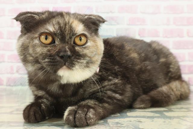 埼玉県のスコティッシュフォールド (Coo&RIKU所沢店/2025年9月4日生まれ/女の子/トーティー)の子猫の2枚目の画像