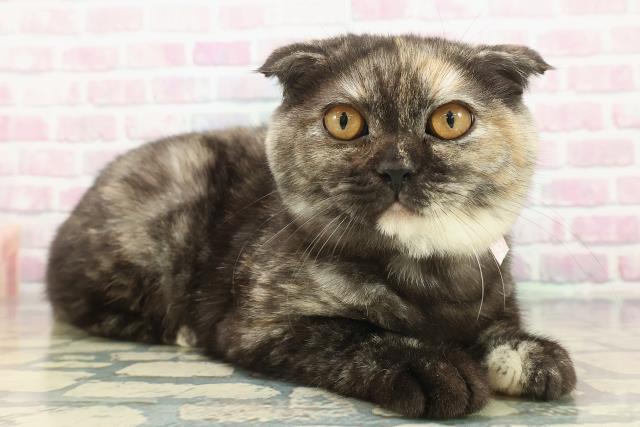 埼玉県のスコティッシュフォールド (Coo&RIKU所沢店/2025年9月4日生まれ/女の子/トーティー)の子猫の3枚目の画像