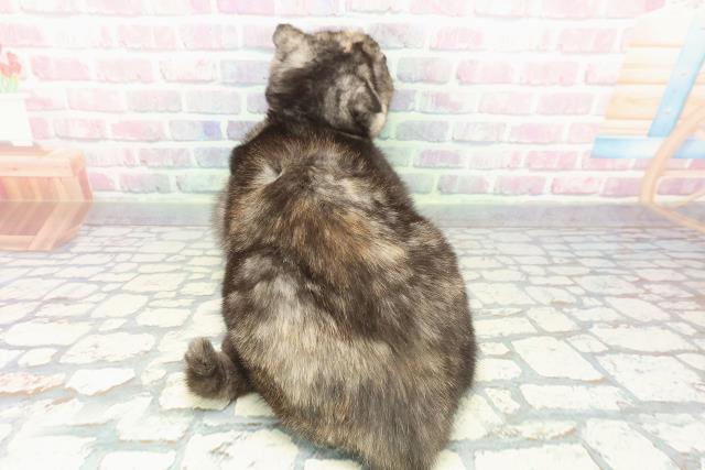 埼玉県のスコティッシュフォールド (Coo&RIKU所沢店/2025年9月4日生まれ/女の子/トーティー)の子猫の4枚目の画像