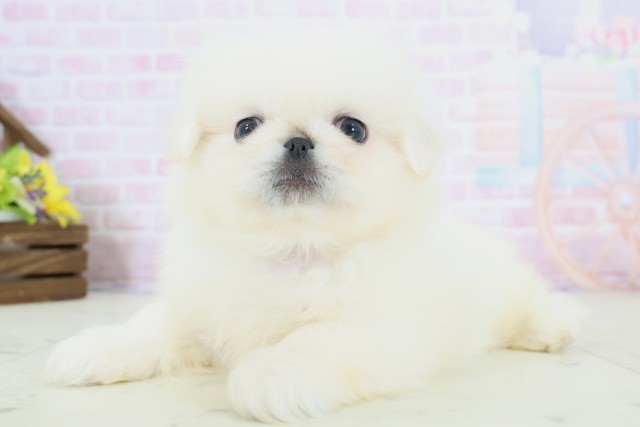 福岡県のペキニーズ (Coo&RIKU行橋店/2025年12月8日生まれ/男の子/クリーム)の子犬の3枚目の画像