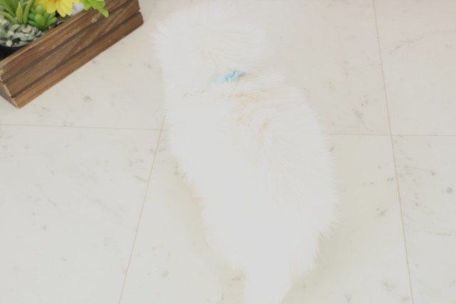 福岡県のペキニーズ (Coo&RIKU行橋店/2025年12月8日生まれ/男の子/クリーム)の子犬の4枚目の画像