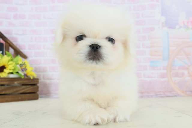 鹿児島県のペキニーズ (Coo&RIKU鹿屋店/2025年12月8日生まれ/男の子/クリーム)の子犬の1枚目の画像
