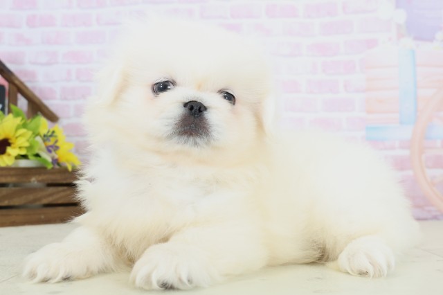 鹿児島県のペキニーズ (Coo&RIKU鹿屋店/2025年12月8日生まれ/男の子/クリーム)の子犬の3枚目の画像