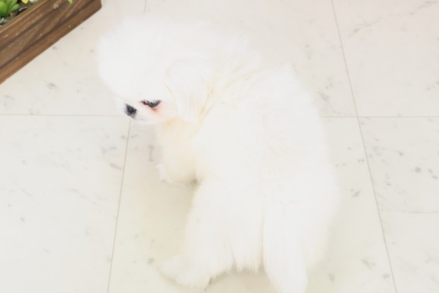 鹿児島県のペキニーズ (Coo&RIKU鹿屋店/2025年12月8日生まれ/男の子/クリーム)の子犬の4枚目の画像