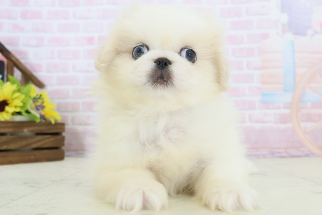 熊本県のペキニーズ (Coo&RIKUカリーノ玉名店/2025年12月8日生まれ/男の子/クリーム)の子犬