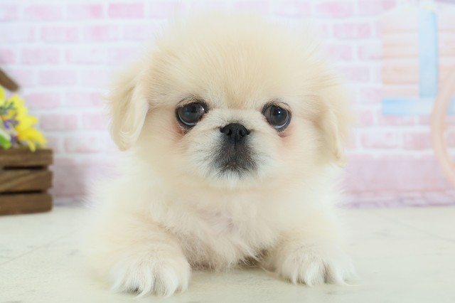 福岡県のペキニーズ (Coo&RIKU福岡古賀店/2025年12月8日生まれ/女の子/クリーム)の子犬の1枚目の画像