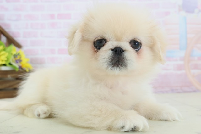福岡県のペキニーズ (Coo&RIKU福岡古賀店/2025年12月8日生まれ/女の子/クリーム)の子犬の2枚目の画像