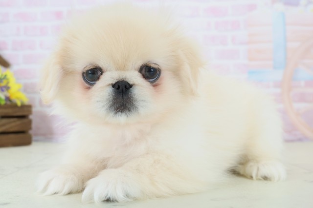 福岡県のペキニーズ (Coo&RIKU福岡古賀店/2025年12月8日生まれ/女の子/クリーム)の子犬の3枚目の画像