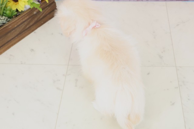 福岡県のペキニーズ (Coo&RIKU福岡古賀店/2025年12月8日生まれ/女の子/クリーム)の子犬の4枚目の画像