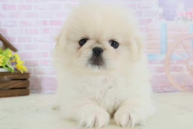 福岡県のペキニーズ (Coo&RIKU筑後店/2025年12月8日生まれ/女の子/クリーム)の子犬