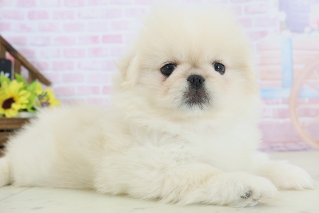 福岡県のペキニーズ (Coo&RIKU筑後店/2025年12月8日生まれ/女の子/クリーム)の子犬の2枚目の画像