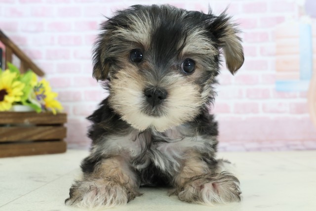 熊本県のマルキー/マルヨーキー(マルチーズ×ヨークシャーテリア) (Coo&RIKU熊本店/2025年12月8日生まれ/男の子/ブラックタンホワイト)の子犬の1枚目の画像