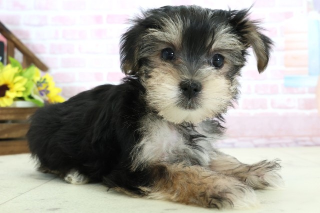 熊本県のマルキー/マルヨーキー(マルチーズ×ヨークシャーテリア) (Coo&RIKU熊本店/2025年12月8日生まれ/男の子/ブラックタンホワイト)の子犬の2枚目の画像