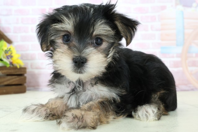 熊本県のマルキー/マルヨーキー(マルチーズ×ヨークシャーテリア) (Coo&RIKU熊本店/2025年12月8日生まれ/男の子/ブラックタンホワイト)の子犬の3枚目の画像