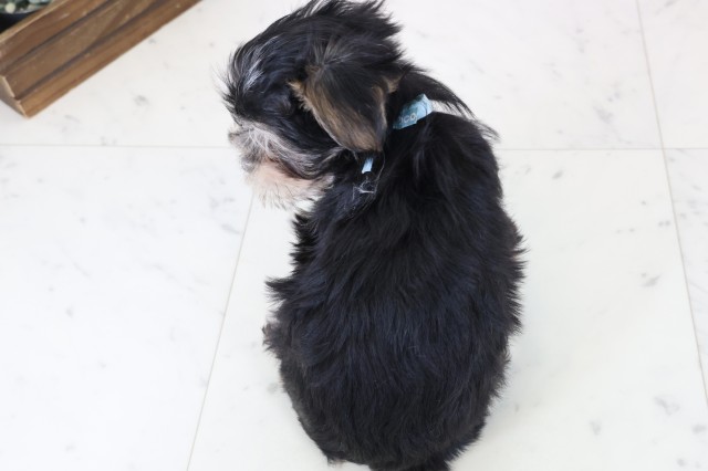 熊本県のマルキー/マルヨーキー(マルチーズ×ヨークシャーテリア) (Coo&RIKU熊本店/2025年12月8日生まれ/男の子/ブラックタンホワイト)の子犬の4枚目の画像