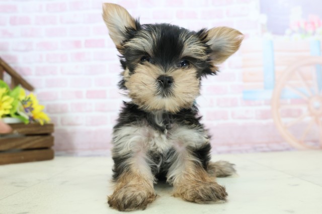 福岡県のマルキー/マルヨーキー(マルチーズ×ヨークシャーテリア) (Coo&RIKU大牟田店/2025年12月8日生まれ/男の子/ブラックタンホワイト)の子犬の1枚目の画像