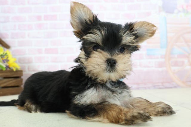 福岡県のマルキー/マルヨーキー(マルチーズ×ヨークシャーテリア) (Coo&RIKU大牟田店/2025年12月8日生まれ/男の子/ブラックタンホワイト)の子犬の2枚目の画像