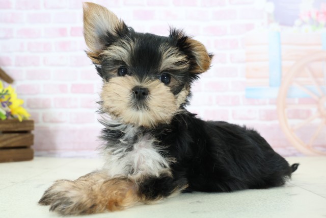 福岡県のマルキー/マルヨーキー(マルチーズ×ヨークシャーテリア) (Coo&RIKU大牟田店/2025年12月8日生まれ/男の子/ブラックタンホワイト)の子犬の3枚目の画像