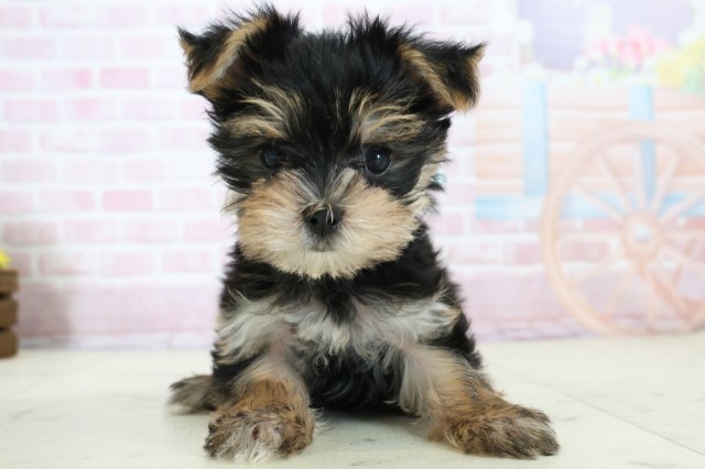 鹿児島県のマルキー/マルヨーキー(マルチーズ×ヨークシャーテリア) (Coo&RIKU霧島店/2025年12月8日生まれ/男の子/ブラックタンホワイト)の子犬の1枚目の画像