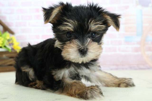鹿児島県のマルキー/マルヨーキー(マルチーズ×ヨークシャーテリア) (Coo&RIKU霧島店/2025年12月8日生まれ/男の子/ブラックタンホワイト)の子犬の2枚目の画像
