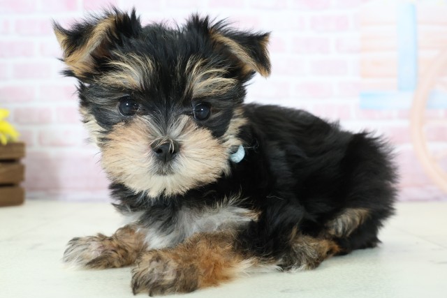 鹿児島県のマルキー/マルヨーキー(マルチーズ×ヨークシャーテリア) (Coo&RIKU霧島店/2025年12月8日生まれ/男の子/ブラックタンホワイト)の子犬の3枚目の画像