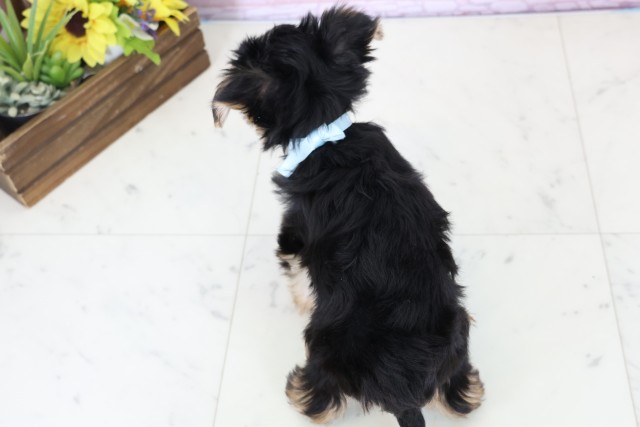 鹿児島県のマルキー/マルヨーキー(マルチーズ×ヨークシャーテリア) (Coo&RIKU霧島店/2025年12月8日生まれ/男の子/ブラックタンホワイト)の子犬の4枚目の画像