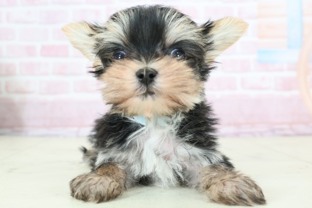 大分県のマルキー/マルヨーキー(マルチーズ×ヨークシャーテリア) (Coo&RIKU大分店/2025年12月8日生まれ/男の子/ブラックタンホワイト)の子犬