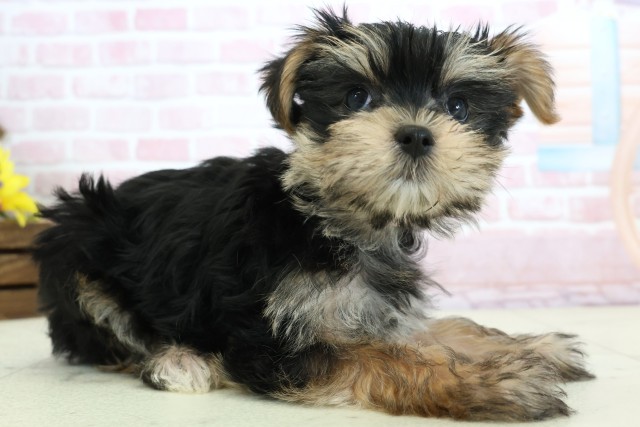 熊本県のマルキー/マルヨーキー(マルチーズ×ヨークシャーテリア) (Coo&RIKUカリーノ玉名店/2025年12月8日生まれ/女の子/ブラックタンホワイト)の子犬の2枚目の画像