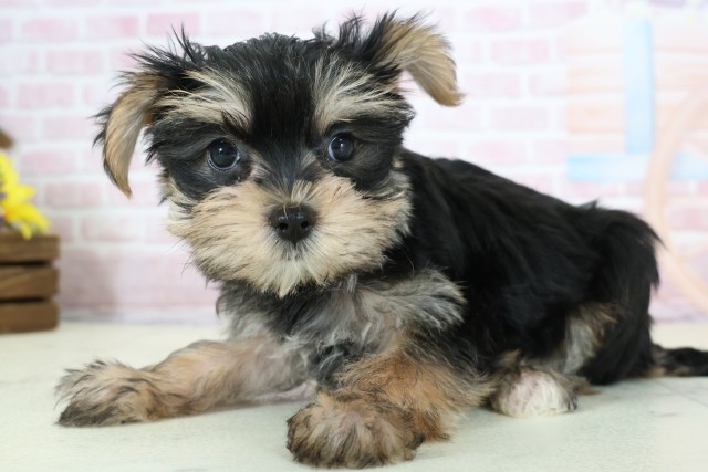 熊本県のマルキー/マルヨーキー(マルチーズ×ヨークシャーテリア) (Coo&RIKUカリーノ玉名店/2025年12月8日生まれ/女の子/ブラックタンホワイト)の子犬の3枚目の画像