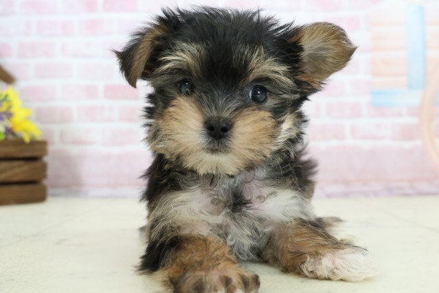 長崎県のマルキー/マルヨーキー(マルチーズ×ヨークシャーテリア) (Coo&RIKU長崎浜町店/2025年12月8日生まれ/女の子/ブラックタンホワイト)の子犬の1枚目の画像