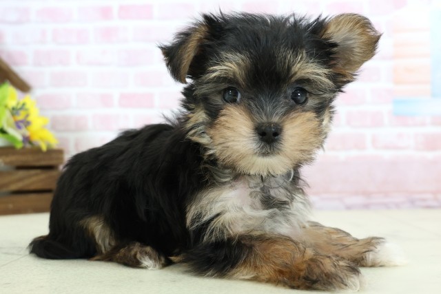 長崎県のマルキー/マルヨーキー(マルチーズ×ヨークシャーテリア) (Coo&RIKU長崎浜町店/2025年12月8日生まれ/女の子/ブラックタンホワイト)の子犬の2枚目の画像