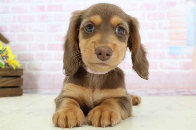 熊本県のミニチュアダックスフンド(ロング) (Coo&RIKUイオンモール宇城店/2025年12月8日生まれ/女の子/チョコレートタン)の子犬の1枚目の画像