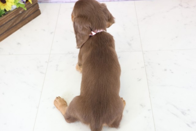 熊本県のミニチュアダックスフンド(ロング) (Coo&RIKUイオンモール宇城店/2025年12月8日生まれ/女の子/チョコレートタン)の子犬の4枚目の画像