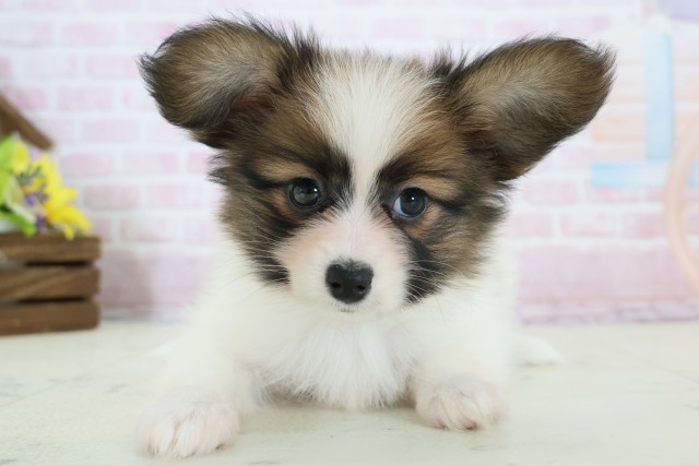 福岡県のパピヨン (Coo&RIKU筑後店/2025年12月10日生まれ/男の子/ホワイトブラウン)の子犬の1枚目の画像
