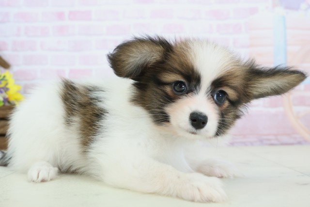 福岡県のパピヨン (Coo&RIKU筑後店/2025年12月10日生まれ/男の子/ホワイトブラウン)の子犬の2枚目の画像