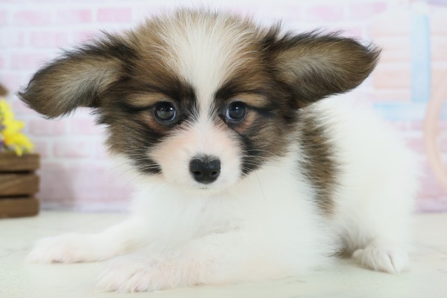 福岡県のパピヨン (Coo&RIKU筑後店/2025年12月10日生まれ/男の子/ホワイトブラウン)の子犬の3枚目の画像